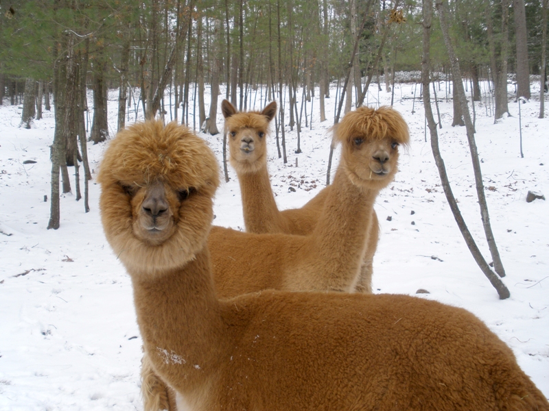 Alpacas